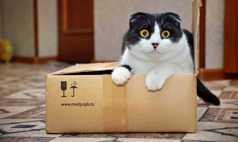 Moving House With Pets – Removals Advice from Thames Removals
